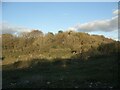 Late autumn woodland in Cornelly quarry country