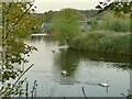 SE2119 : Swans on the Calder at Shepley Bridge by Stephen Craven