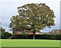 Oak tree in the recreation ground, Broad Oak Brede