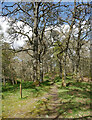 NH4928 : Path, Balmacaan Wood by Craig Wallace