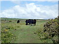 SS4585 : Welsh Black cattle on the Coast Path by Eirian Evans