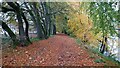 Riverside path in Birnam Wood