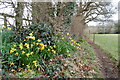 Daffodils beside the footpath