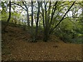 Capstone Farm Country Park near Gillingham