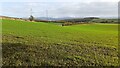 Fields on east side of road to Barrock End