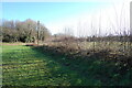 Laid hedge showing vigorous new growth