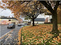 H4572 : Fallen leaves, Omagh by Kenneth  Allen