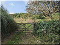 Overgrown land near Lesceave Farm