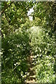 TL4941 : Icknield Way Trail by N Chadwick