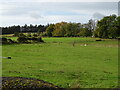 Grazing, Dodlands