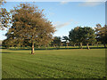 Trees at the Grove Golf Club, near South Cornelly