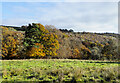 Autumnal foliage of trees alongside Waskerley Beck