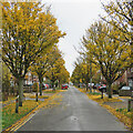 TL4657 : Greville Road: autumn leaves by John Sutton