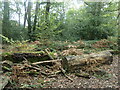 Logs and fungi, Zionshill Copse