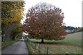 SK9332 : Beech tree in Autumn Colours by Bob Harvey