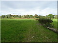 Grazing and hedgerow, Teviot Bank