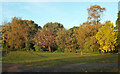 Trees in Victoria Park, Paignton