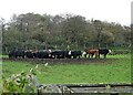 NZ0747 : Herd of cattle by Robert Graham