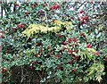 Holly berries by Udimore Road, Broad Oak Brede