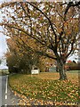 Autumn leaves at the entrance to Beechwood Park