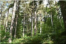 NN9060 : Conifers, Linn of Tummel by N Chadwick