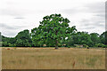 Tree in field of grass