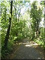 Shared path (part of NCN47) in Penallta Country Park