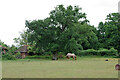 Horse and tree by Meath Green Farm