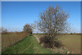 Bridleway from Dry Drayton Road