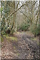 Wooded bridleway