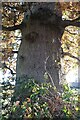 SK9903 : English Oak: Quercus robur by Bob Harvey