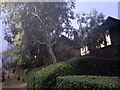 Eucalyptus tree on Brim Hill, Hampstead Garden Suburb