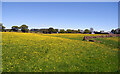 Buttercups, Covey Hall Farm, Weston