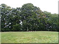 Grazing and woodland near the River Teviot