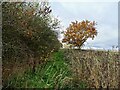 Footpath on the edge of Harry