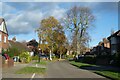 Birches on Walney Road