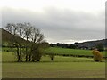 Winter cereals, Whettleton