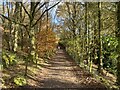 Walking in autumn