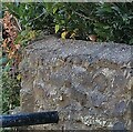 Wren on a wall