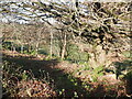 SD7013 : Oak wood, Horrocks Fold by Richard Webb