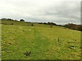 Sheep near Eldwick