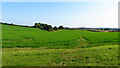 Robin Hood Way below Combs Wood, southwest of Farnsfield