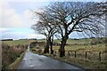 Weathered roadside beeches