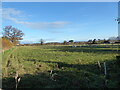 Sheep pasture near Forton Heath village