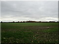 Autumn sown crop near Naunton Beauchamp