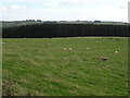 NY8580 : Sheep grazing towards woodland, Anton Hill by JThomas