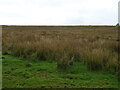 NY8481 : Rough grazing near Fell End by JThomas
