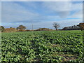 Footpath line across the crops