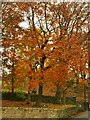 Autumn leaves on Greenhill Lane