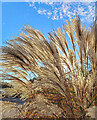 Pampas grass in the afternoon sun